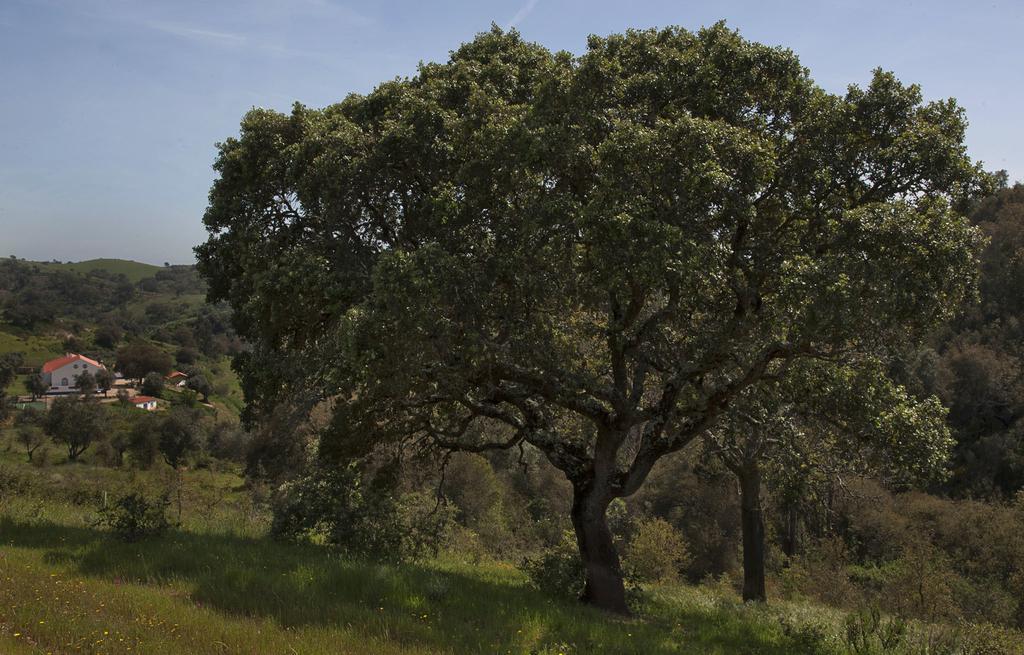 Quinta Do Chocalhinho Agroturismo & Spa Οντεμίρα Εξωτερικό φωτογραφία