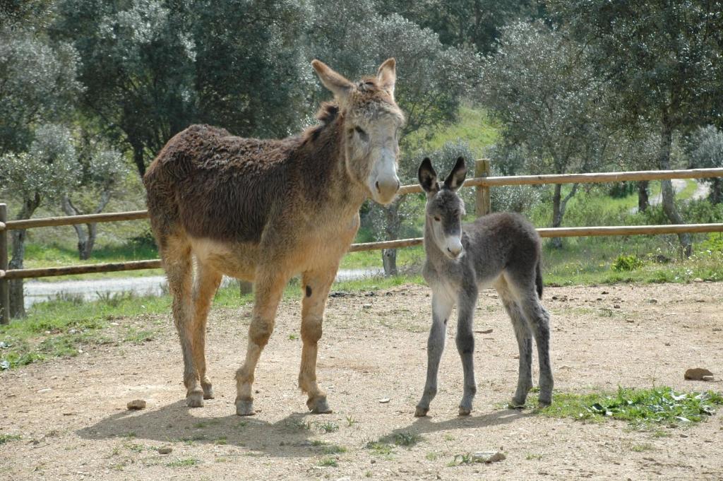 Quinta Do Chocalhinho Agroturismo & Spa Οντεμίρα Εξωτερικό φωτογραφία