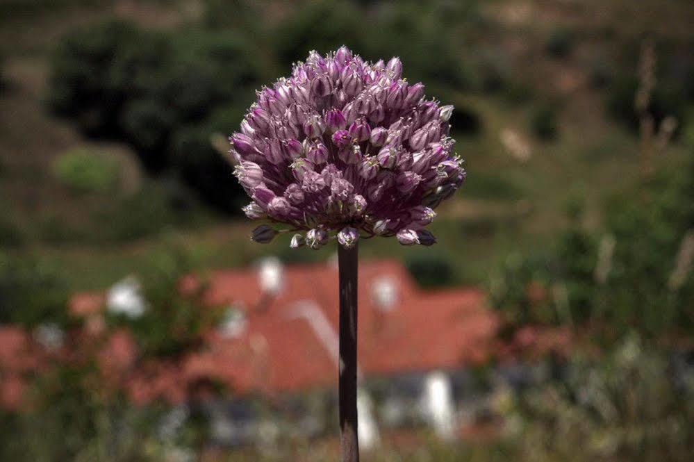 Quinta Do Chocalhinho Agroturismo & Spa Οντεμίρα Εξωτερικό φωτογραφία